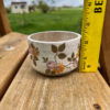 Moondog Proto-Pot D5